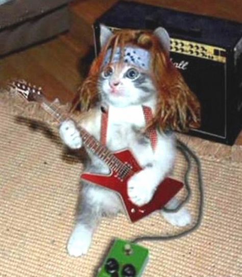 A Cat, Electric Guitar, Guitar