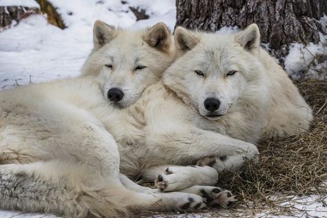 Wolves Cuddling, Wolf Couple, Ely Mn, Wolf Poses, Wolf World, Prey Animals, Wolf Teeth, Wolf Stuff, Wolf Pup