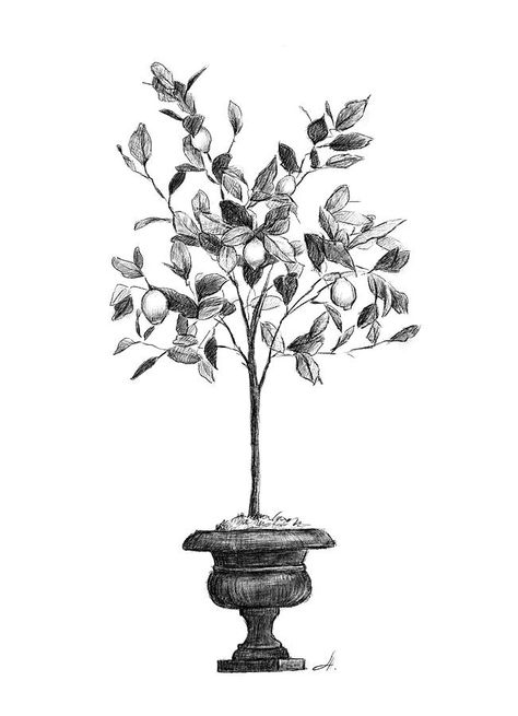 Lemon Tree Sketch, Lemon Tree Drawing, Lemon Tree Tattoo, Tree Tatto, Lemon Tattoo, Tree Tat, Tree Branch Tattoo, Kumquat Tree, Medieval Tattoo