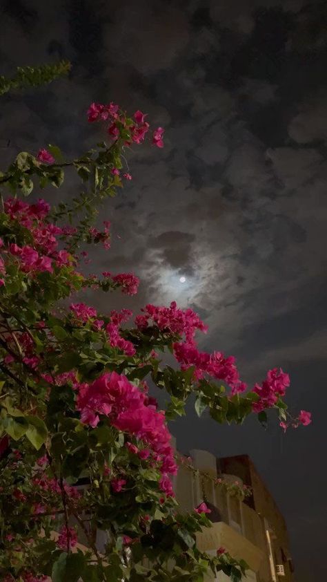 Photos Flowers, Moonlight Photography, Sky Photography Nature, Flowers Photography Wallpaper, Nothing But Flowers, Night Scenery, Wallpaper Nature Flowers, Pretty Landscapes, Night Sky Photos