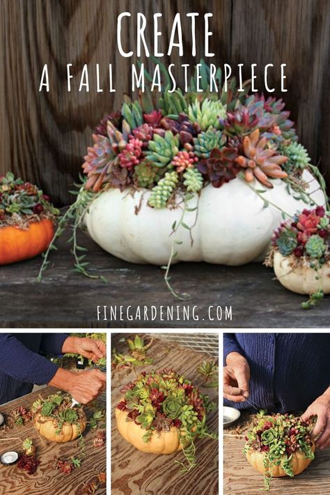 Centerpiece Arrangements, Succulent Pumpkin, Pumpkin Planter, Pumpkin Arrangements, Succulent Garden Design, Succulent Centerpieces, Never Been Better, Fall Planters, Succulents Decor