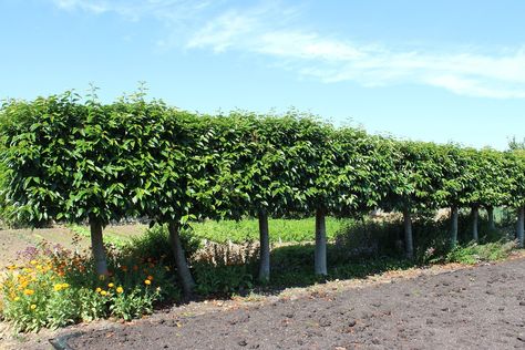 Portuguese Laurel, Laurel Flower, Laurel Hedge, Organic Fungicide, Bay Laurel, Laurel Tree, Tree Growth, Laurel Leaves, Fast Growing Plants