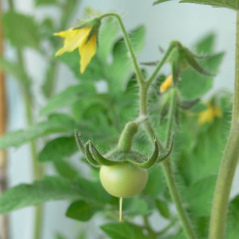 Pruning Tomato Plants, Watering Tomatoes, Best Tasting Tomatoes, Growing Tomato, Tomato Pruning, Growing Tomatoes From Seed, Tomato Fertilizer, Tips For Growing Tomatoes, Growing Tomato Plants