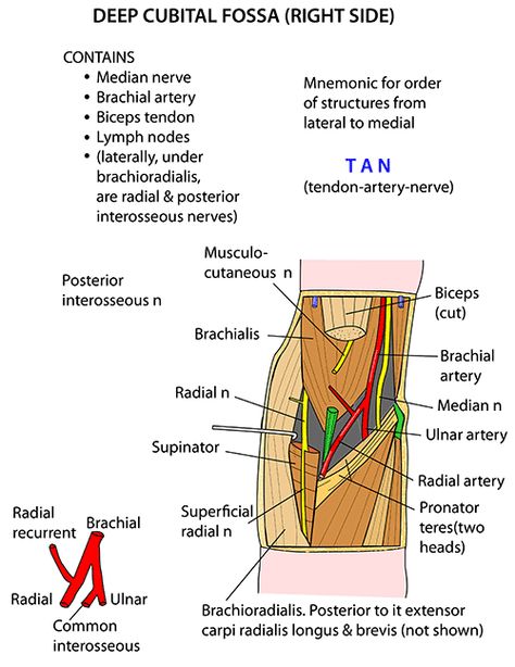 Cubital Fossa, Anatomy Of The Body, Upper Limb Anatomy, Nerve Anatomy, Human Skeletal System, Median Nerve, Anatomy Bones, Massage Therapy Business, Gross Anatomy