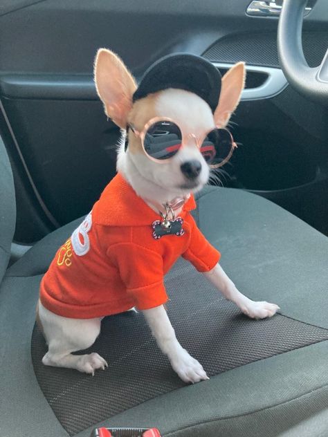 Chihuahua Dressed Up, Chihuahua Quotes, Dog Wearing Sunglasses, Aesthetic Dogs, Spoiled Pets, Cute Chihuahua, Cute Little Puppies, Chihuahua Love, Silly Dogs