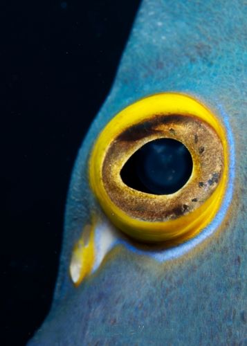 Angel Eye Angelfish Drawing, French Angelfish, Seafood Photography, Eye Iris, Realistic Eye Drawing, Eye Close Up, Salt Water Fishing, Underwater Photographer, Extreme Close Up