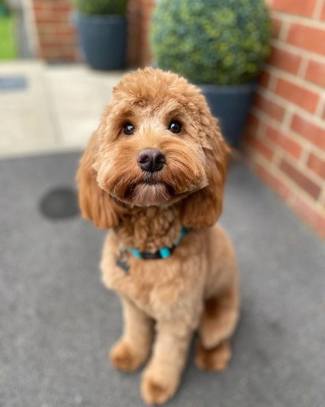 Doodle Doods on Instagram: Cockapoo Haircut Styles • Instagram Cockapoo Grooming Styles, Cockapoo Haircut Styles, Cockapoo Haircut, Puppy Haircut, Pig Ears, Cockapoo Dog, Dog Haircuts, Cockapoo Puppies, Haircut Styles