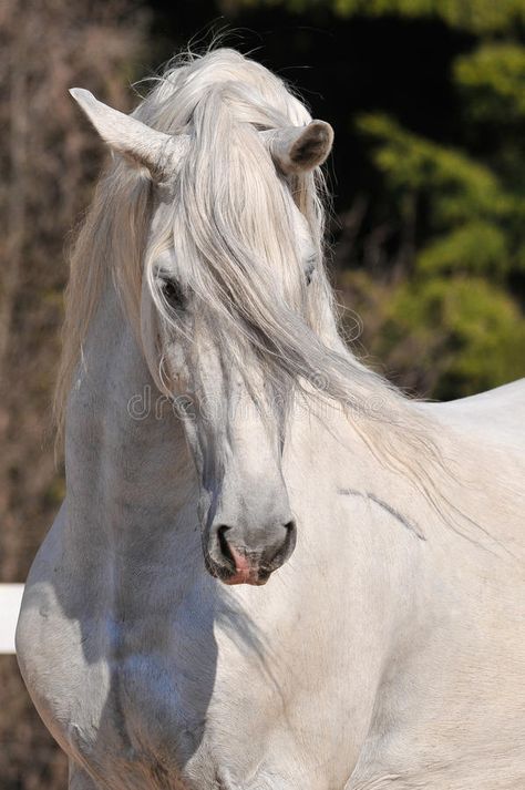 Andalusian Stallion, Horses Beautiful, Photo Portraits, Andalusian Horse, Majestic Horse, All The Pretty Horses, Equine Art, White Horses, Horse Photos