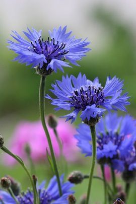 Blue Bouquet, Blue Garden, Annual Plants, Flower Photos, Flower Pictures, Chrysanthemum, Anemone, Love Flowers, Flowers Photography