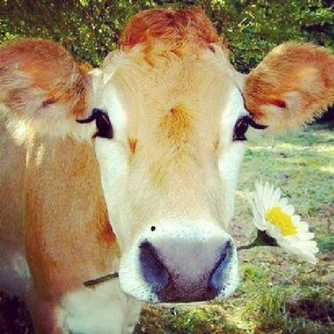 Quite Possibly The Prettiest Cow Of All Time | Buzzfeed Photo Animaliere, Brown Cow, A Cow, Cute Cows, 귀여운 동물, Cuteness Overload, The Farm, Animals Friends, Beautiful Creatures