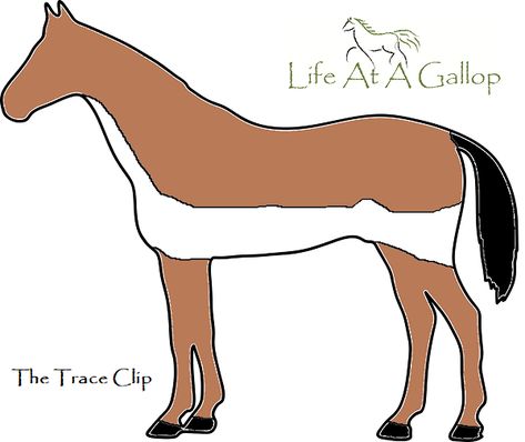 The Trace Clip Cool Horse Clipping Designs, Clipping Designs On Horses, Horse Clips, Horse Trace Clip, Types Of Horse Bits, Horse Clipping, Equestrian, Moose Art, Horses