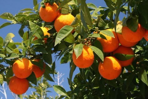 Fruit Trees In Containers, Florida Trees, Plant Stand With Wheels, Florida Landscaping, Apricot Tree, Growing Fruit Trees, Florida Gardening, Avocado Tree, Citrus Trees