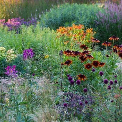 Rudbeckia hirta. Vegetable Garden Soil, Rudbeckia Hirta, Water Wise Landscaping, Green Combination, Gardening Inspiration, Meadow Garden, Planting Ideas, Planting Plan, Gravel Garden