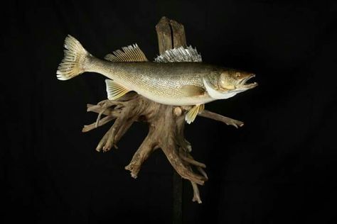 Walleye Walleye Mounts, Fish Taxidermy, Taxidermy Deer, Fish Carving, Fish Mounts, Taxidermy Decor, Happy Fishing, Taxidermy Display, Deer Mounts