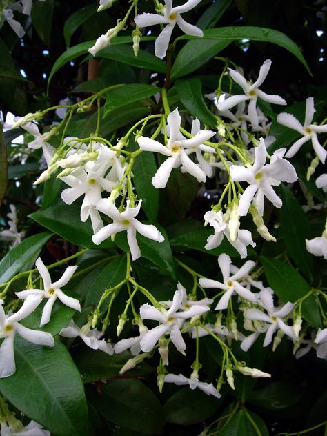 Scented Star Jasmine- 3litre deep Pot Superb Birthday Plant & Flower Gifts for All Occasions: Amazon.co.uk: Garden & Outdoors Jasmine Wedding, Plant Care Instructions, White Gardenia, Star Jasmine, 50 & Fabulous, Uk Garden, Evergreen Plants, Valentines Flowers, Flower Gifts