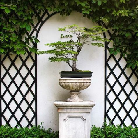 Trellis Focal Point Garden, Boxwood Landscaping, Courtyard Plants, Front Garden Landscape, Wall Feature, Lawn And Landscape, Backyard Paradise, Focal Points, Wall Garden