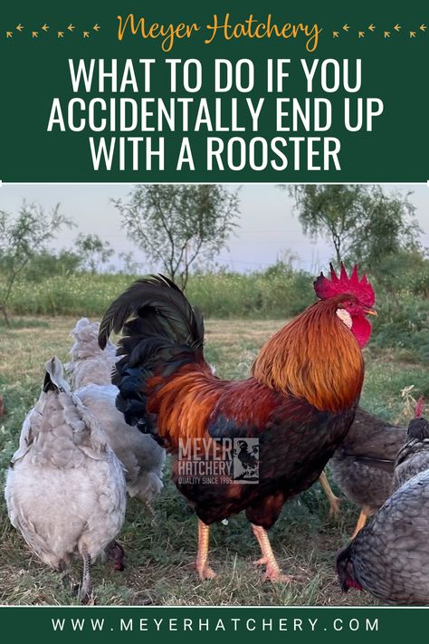 What to do if you accidentally end up with a rooster Pine Shavings, Greenhouse Frame, Backyard Flocks, Farm Fresh Eggs, Chicken Diy, Chicken Runs, Help Desk, Backyard Chickens, Chicken Breeds