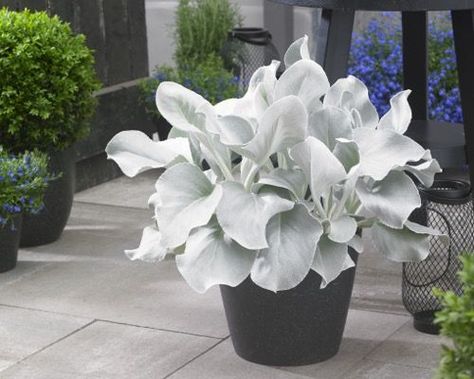 Senecio 'Angel Wings' on patio. Annual foliage plant for sun. Senecio Angel Wings, Silver Plant, Succulent Landscape Design, Succulent Landscaping, Sensory Garden, White Plants, Moon Garden, Sun Plants, Unusual Plants