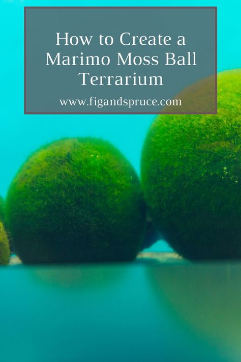 Learn all about how to create a home for your marimo moss ball and how to care for it! Marimo Moss Ball Terrarium Ideas, Marimo Moss Ball Aquarium, Moss Ball Terrarium, Moss Ball Aquarium, Marimo Moss Ball Terrarium, Beginner Gardening, Marimo Moss, Marimo Moss Ball, Earthy Decor