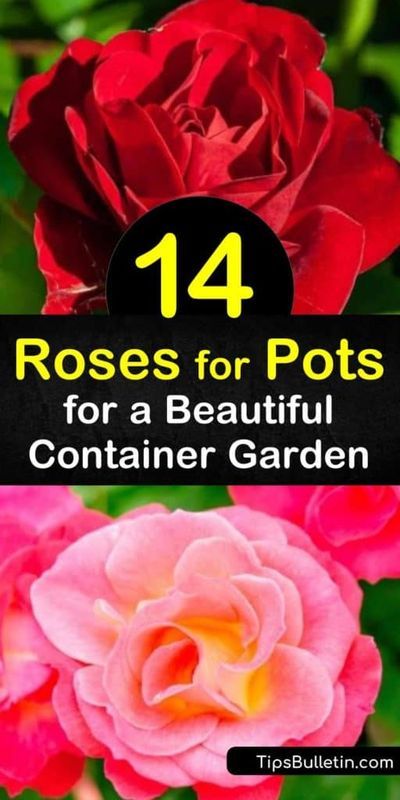 Roses In Pots Ideas Patio, Roses In Containers Pots Patio, Planting Roses In Pots, Miniature Roses Outdoors, Growing Roses In Pots, Banksia Rose, Planting Rose Bushes, Beautiful Rose Garden, Rose Climbing