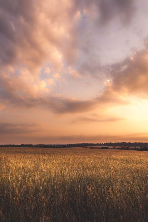 Golden Fields, Fields Of Gold, Image Nature, Scenery Pictures, Open Field, Photo Background Images, Image Hd, Photo Backgrounds, Nature Pictures