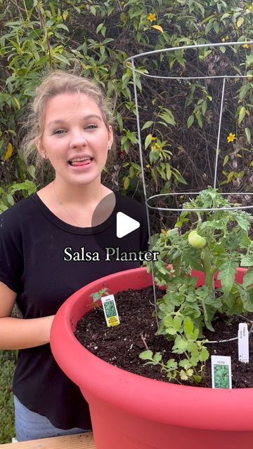 Needmore Farms | Gardening, DIY, and Recipes on Instagram: "Let’s make a Salsa Planter! 💃🏼 🌶️ 

Salsa planters are perfect for those with limited space but still want that fresh summer salsa 🍅 

Select either a patio, celebrity, or roma tomato plant for you tomato (they stay the appropriate size for containers). Be sure to add your tomato cage while they are young!

Place 2 (we don’t recommend any more) of your favorite salsa pepper around the tomato. To keep them bushier, rather than taller, pinch them back after they develop 3 sets of leaves. (Optional) 

Finally, add at least 2 cilantro plants around the border. Cilantro repels aphids and won’t mind some shade from the other plants 🪴 

Tomatoes and peppers prefer full sun with well drained soil 🍅 

We recommend using a 20” planter Salsa Container Garden, Diy Tomato Cage, Salsa Garden Containers, Garden Salsa Peppers, Taking Care Of Basil Plant, Beefsteak Tomato Plant, Summer Salsa, Training Tomato Plants, Cilantro Plant