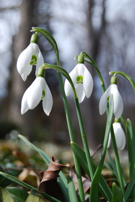 Snowbells? One of the very first plants to arrive in the Spring. Snowbell Flowers, First Flowers Of Spring, Lily Of The Valley Flowers, British Flowers, Love Garden, Beautiful Flowers Wallpapers, Winter Flowers, White Gardens, Green Nature