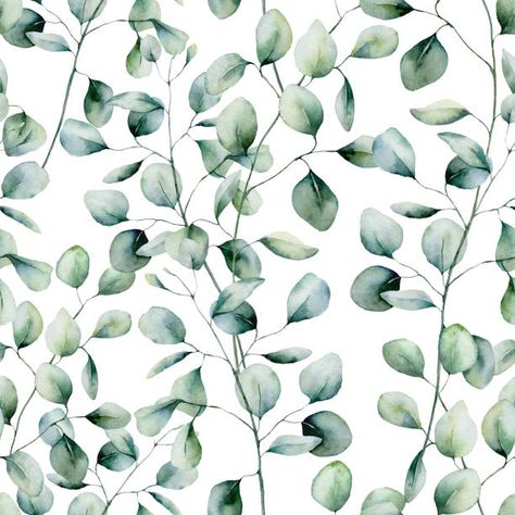 Plan Image, Dollar Eucalyptus, Eucalyptus Branches, Silver Dollar Eucalyptus, 4 Wallpaper, Leaf Texture, Standard Wallpaper, Floral Illustration, Eucalyptus Leaves