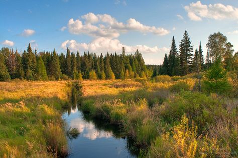 Ely, Minnesota Minnesota Forest, Wilderness Garden, Minnesota Scenery, Minnesota Aesthetic, Apartment Branding, Minnesota Nature, Ely Minnesota, Minnesota Landscape, Driftless Area