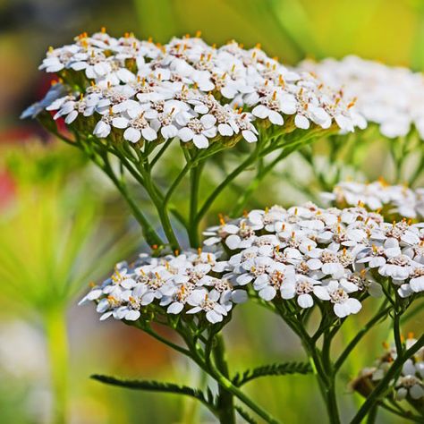 Latin Name: Achillea millefolium          Family: Asteraceae  SAFETY / QUALITY     	Yarrow essential oil is often adultered with chamomile (Lis-Balchin, 2006).   	Essential oil is contraindicated during pregnancy / lactation / with small children... White Yarrow, Yarrow Plant, Guerrilla Gardening, Seed Balls, Habitat Garden, Asclepias Tuberosa, Achillea Millefolium, Butterfly Plants, Wildflower Garden