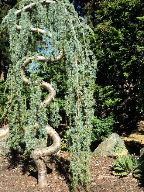 Blue Atlas Cedar, Weeping Form – Identified | Walter Reeves: The Georgia Gardener Atlas Cedar Tree, Weeping Blue Atlas Cedar, Blue Atlas Cedar, Atlas Cedar, Weeping Trees, Conifers Garden, Cedar Tree, Conifer Trees, Front Landscaping