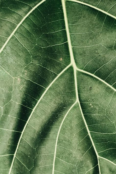 Leaf Photography, Theme Nature, Image Nature, Close Up Photography, Buy Posters, Beautiful Images Nature, Leaf Art, Natural Forms, Nature Images