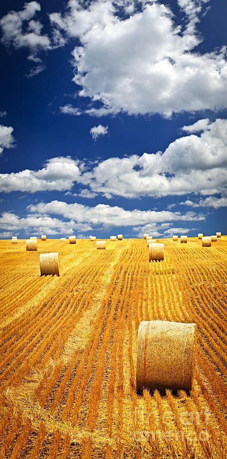 Farm field with hay bales in Saskatchewan  ~ Bales Of Hay, Puffy Clouds, Canadian Prairies, Wyoming Travel, Saskatchewan Canada, Into The West, Farm Field, Hay Bales, Oklahoma Sooners