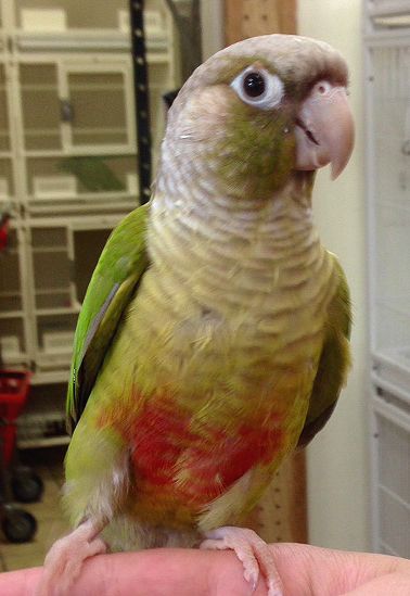 Cinnamon Green Cheek Conure Cinnamon Green Cheek Conure, Green Cheek Conure, Conure Parrots, Bullet Journal Month, Sun Conure, Human Babies, Baby Bird, Character Inspo, Pretty Birds