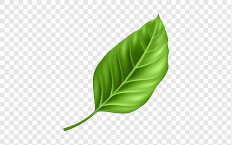 Leaf Clipart PNG Leaf Png, Leaf Vector, Leaves Png, Leaf Clipart, Leaf Images, Leaves Vector, Png Text, Mockup Downloads, Image Comics