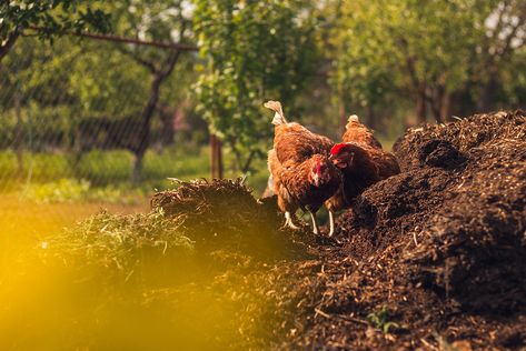 Compost, Chicken Poop, Chicken Litter, natural fertilizer, nitrogen, phosphorus,  potassium, plants Chicken Composting, Composting Methods, How To Compost, Chicken Manure, Raising Backyard Chickens, Backyard Flocks, Natural Fertilizer, Permaculture Design, Sustainable Agriculture