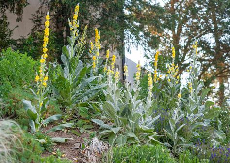 Curry Leaves Plant, Mullein Plant, Curry Leaf Plant, Mullein Leaf, Plant Growing, Plant Diseases, Flower Spike, Hardy Plants, Unique Plants