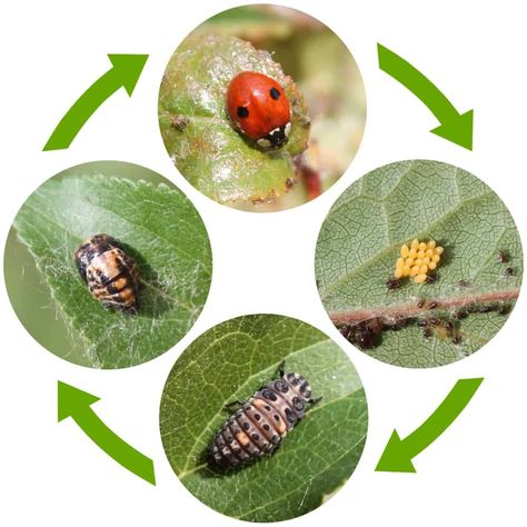 Ladybug Larvae, Ladybird Insect, Ladybug Life Cycle, Abyss Anime, Scale Insects, Lady Beetle, The Ladybug, Leafy Plants, White Flies