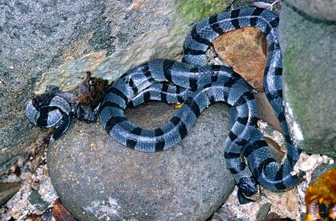 Sea Snakes, Sea Krait, Striped Snake, Inland Taipan, Emerald Tree Boa, Green Anaconda, Milk Snake, Educational Tips, Hognose Snake