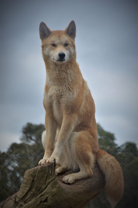 Animals From Australia, Australian Wildlife Photography, Dingo Aesthetic, Dingo Tattoo, Australian Dingo, Drawing Wolf, Australian Mammals, Dingo Dog, Animals Australia