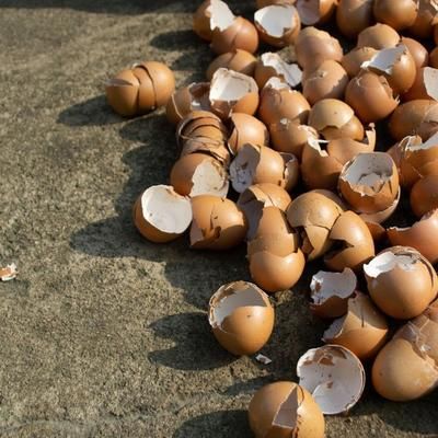 You won't throw a single... - Self Sufficiency Magazine Blooming Backyard, Self Sufficiency, Kids Science, Tropical Art, Living Ideas, Science For Kids, Natural Living, Egg Shells, What You Can Do