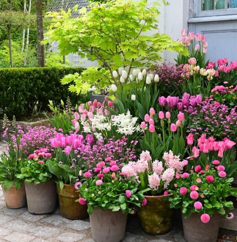 pink tulips Purple Flowers Garden, Flower Bed Designs, Garden Flower Beds, Tulips Garden, Garden Decor Ideas, Acer Palmatum, Flowers Ideas, Decor Flowers, Garden Journal