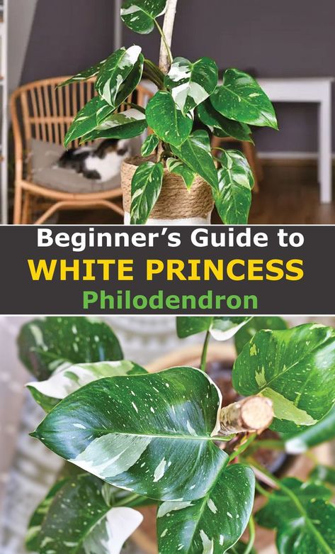 White Princess Plant, Philodendron White Night, White Princess Philodendron Care, Philodendron White Princess Tricolor, White Ice Princess Philodendron, White Wizard Philodendron, White Princess Philodendron, White Philodendron, Princess Plant