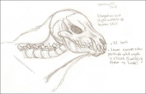 Werewolf Skull by LilMissMousie Dnd Werewolf, Werewolf Skeleton, Werewolf Skull, Skeleton Drawing, Scary Skeleton, Skeleton Drawings, I Love Drawing, Friend Challenges, Love Drawing