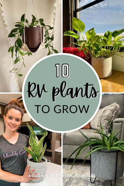 Here are 10 of the best RV plants to grow! From compact succulents to vibrant aloe, explore our RV plant ideas tailored for travel trailers. Elevate your RV interior with clever RV plant decor options like plant walls, shelves, and holders. Discover innovative RV plant storage solutions and bring life to every corner of your RV with our curated list of RV plant shelves, hangers, and more. Enhance your RV living experience with these practical and stylish additions to your mobile home! Rv Plants, Plant Storage, Plant Walls, Travel Trailer Decor, Trailer Decor, Snake Plants, Class A Rv, Plants To Grow, Rv Decor