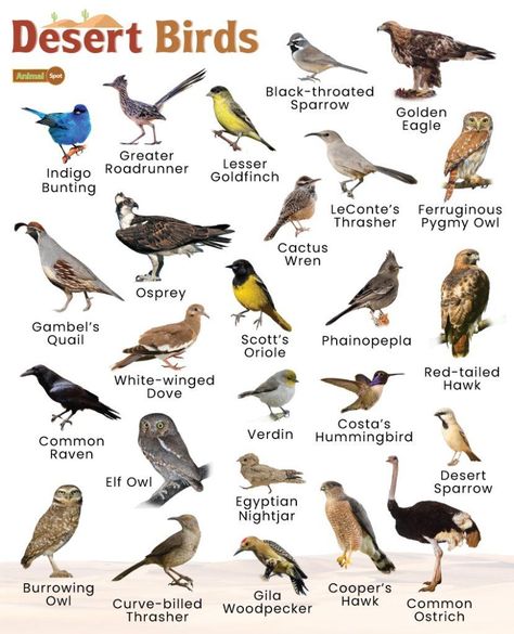 Desert Birds – Facts, List, Pictures Galapagos Islands Animals, Desert Birds, Omnivorous Animals, Poisonous Animals, Oviparous Animals, Melanistic Animals, Backyard Birds Watching, Animals That Hibernate, Fat Animals