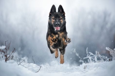 Dog Photography Winter, German Shepherd Wallpaper, National Geographic Photography, Black German Shepherd, Kitten Photos, Dog Photoshoot, Dog Lady, Snow Dogs, Smiling Dogs