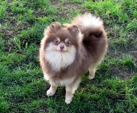 Chocolate and tan pomeranian Chocolate Pomeranian, Tan Pomeranian, Pomeranian Lovers, Cute Pomeranian, Pomeranian Dog, Pomeranian Puppy, Alaskan Malamute, Beautiful Birds, Animal Photography