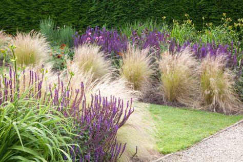 Garden Ideas, Border ideas, Perennial Planting, Perennial combination, Summer border, Fall Border, Grass Border, Salvia Nemorosa, Stipa, Stipa Tenuissima, salvia Mainacht, Salvie Caradonna, Salvia Amethyst Karl Foster Grass Landscaping, Salvia Amethyst, Salvia Mainacht, Caradonna Salvia, Salvia Caradonna, Ornamental Grass Landscape, Stipa Tenuissima, Pennisetum Alopecuroides, Summer Border