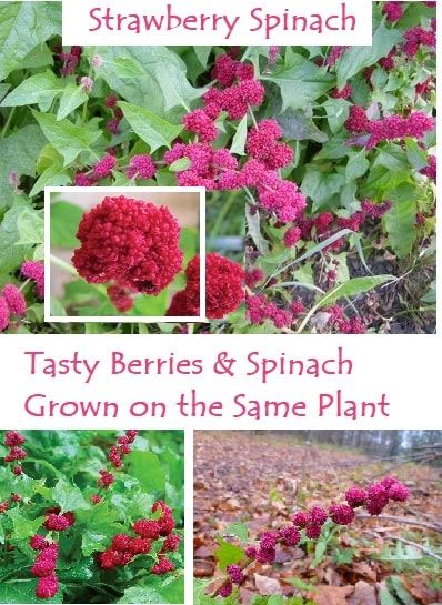 Edible Berries, Food Forest Garden, Strawberry Spinach, Planting Guide, Decor 2023, Future Garden, Growing Strawberries, Garden Planner, Strawberry Plants